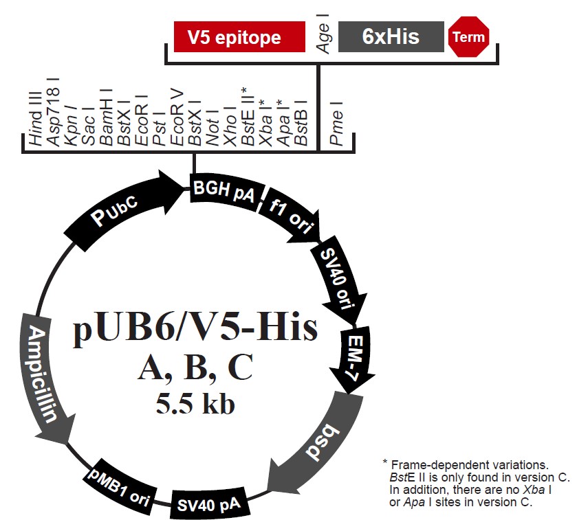 pUB6/V5 His A载体图谱